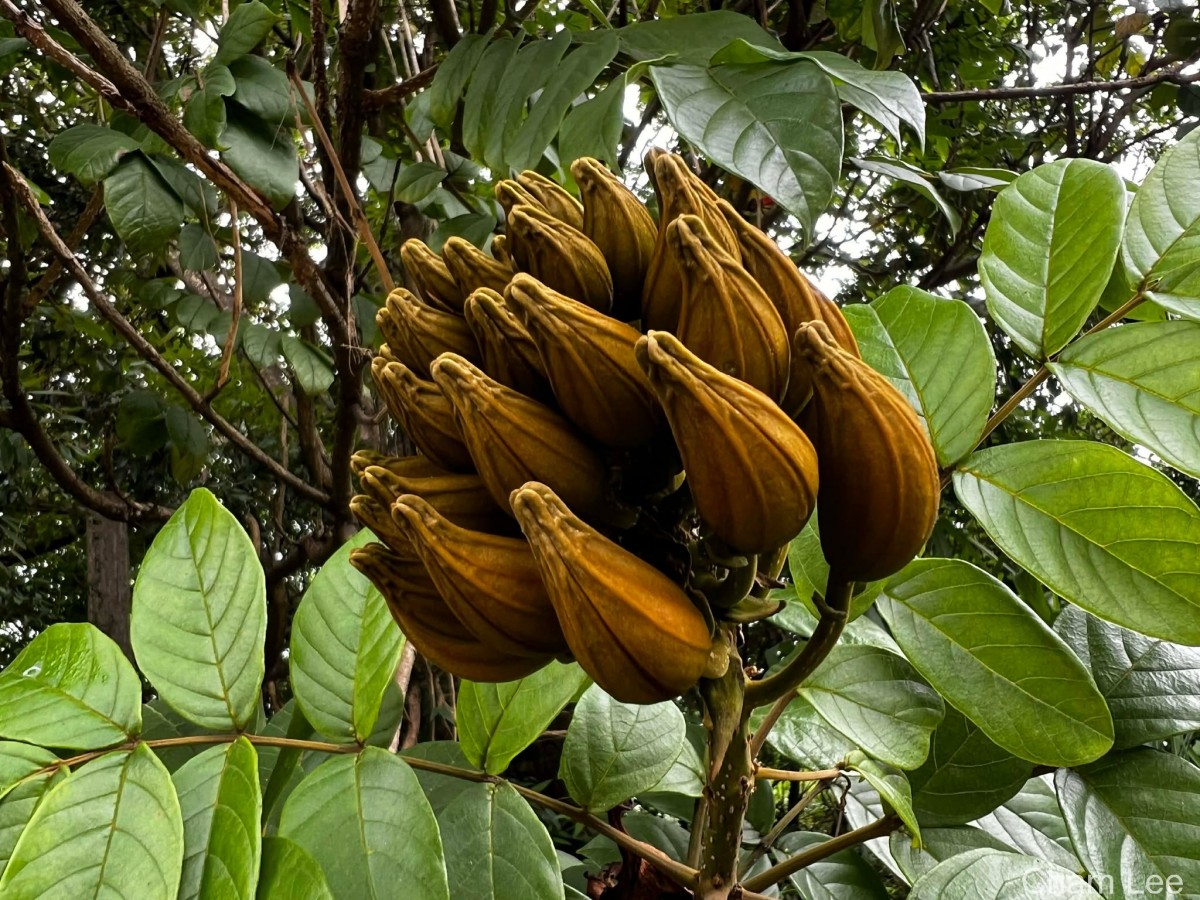 Spathodea campanulata P.Beauv.